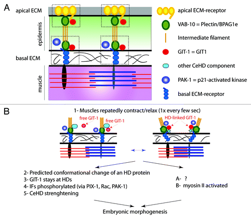 Figure 2. Anatomy of CeHD and mechanotransduction model (A) anterior-posterior transverse section along muscles and CeHDs. There are two CeHDs, one basal in contact with the extacellular matrix (ECM) separating muscles from the epidermis, the other apical in contact with the cuticle. Major components are shown on the right. Apical and basal ECM-receptors have no vertebrate counterparts. (B) Repeated contractions of muscles stretch and compress the epidermis. Genetic studies have outlined two consequences: one, well-characterized except for a predicted conformational change, leads to CeHD strenghtening; the other, poorly characterized (see question mark), promotes non-muscle myosin II activity. Both concur to promote embryonic elongation. Adapted from Zhang et al.Citation15