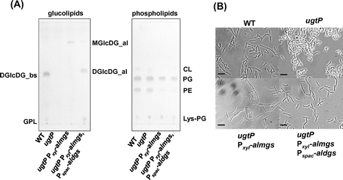 Fig. 2. The abnormal morphology of the B. subtilis ugtP mutant was suppressed when heterologous MGlcDG synthase was expressed.