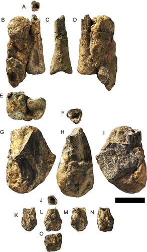 FIGURE 8. Ferrodraco lentoni holotype indeterminate non-wing manual phalanges AODF 876. A–E, left non-wing manual phalanx A in A, distal; B, anterior; C, lateral; D, posterior; and E, proximal views. F–I, left non-flight digit metacarpal B in F, ? proximal; G, ?anterior; H, lateral; and I, ?posterior views. J–O, left non-wing manual phalanx C in J, proximal; K, medial; L, posterior; M, lateral; N, anterior; and O, distal views. All photographs taken by A.H.P. Scale bar equals 10 mm.