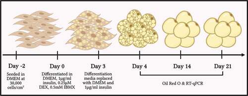Figure 1. Timeline of 3T3-L1 cell seeding and differentiation. 3T3-L1 cells were seeded at 30,000 cells/cm2 in Dulbecco’s Modification of Eagle’s Medium (DMEM) with 1 g/L glucose, supplemented with 10% foetal bovine serum (FBS), 1% Penicillin-Streptomycin, and 1% L-glutamine, at 37°C in a humidified CO2 incubator, placed in the incubator for 48 hours, to reach 100% confluence, and differentiated with DMEM 1X with 4.5 g/L glucose, supplemented with 10% FBS, 1% Penicillin-Streptomycin, 1% L-glutamine, 1 μg/ml insulin, 0.25 μM dexamethasone (DEX) and 0.5 mM isobutyl-methyl-xanthine (IBMX). 48 hours following initiation of differentiation, the media was replaced with DMEM with 4.5 g/L glucose, 10% FBS, 1% penicillin streptomycin, 1% L-glutamine and 1 µg/ml insulin, and the cells were re-supplemented with maintenance media every 48 hours until day 21. For experimental analysis, cells were either stained for ORO or harvested for gene expression analysis at day 4, day 14 and day 21 following differentiation. The figure was created using BioRender.com