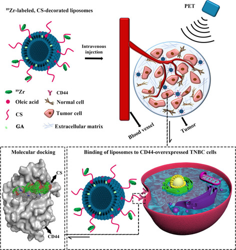 Scheme 1 Scheme of formation, and accumulation of 89Zr-labeled, GA-loaded, CS-decorated liposomes as a multifunctional targeted therapy system. PET imaging was used to trace the biodistribution of liposomes. The binding mechanism was analyzed by molecular docking.