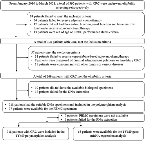 Figure 1 Flow chart of this retrospective study of the implication of TYMP polymorphism on the prognosis of patients with colorectal cancer who were treated with capecitabine-based adjuvant chemotherapy.