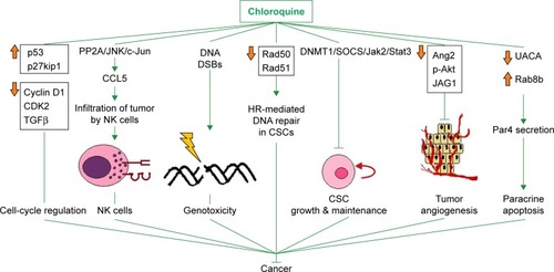 Figure 1 Mechanisms that have been proposed to mediate the anticancer effects of chloroquine alone or in combination with other antitumor agent(s).Notes: Up-to-date knowledge on most of the signaling pathways well known to be affected by chloroquine other than autophagy, which is a homeostatic response to various modalities or adverse environmental conditions, such as hypoxia, TACE, or exposure of malignant cells to naturally occurring or synthetic antitumor agents (see text “Preclinical data suggesting a potential for repurposing chloroquine In vitro and in vivo evidence” for details). Upward and downward orange arrows denote positive and negative regulation by chloroquine on the expression of a set of molecules (represented by a box with names of cancer-associated molecules whose changes in expression levels do not necessarily take place concurrently) or on the levels of a certain molecule, respectively.Abbreviations: CSC, cancer stem cell; DSBs, double-strand breaks; HR, homologous recombination; NK, natural killer; TACE, transcatheter arterial chemoembolization.