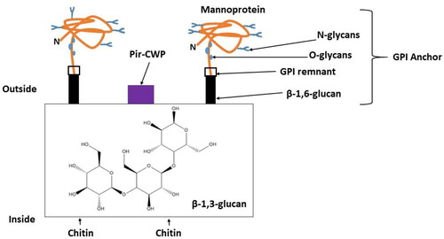 Figure 8. Molecular organization of Saccharomyces cerevisiae cell wall adapted from Klis et al. and Lipke and Ovall.[Citation22,Citation23] The mannoprotein is orange and N-linked or O-linked oligosaccharides are blue. The intercellular β-glucan is in the box and chitin is inside the cell.