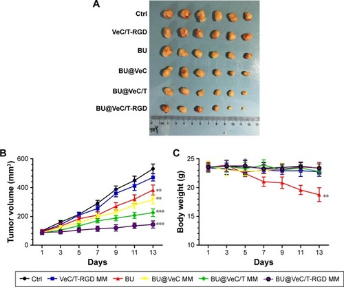 Figure 7 The tumor volume (A), changes in tumor volume with time after tumor cell inoculation (B), and body weight (C) of tumor-bearing mice during the period of treatment. Data are mean±SD (n=6). **P<0.01 and ***P<0.001 indicate statistical significance levels compared with the control.Abbreviations: BU, bufalin; MM, mixed micelles.