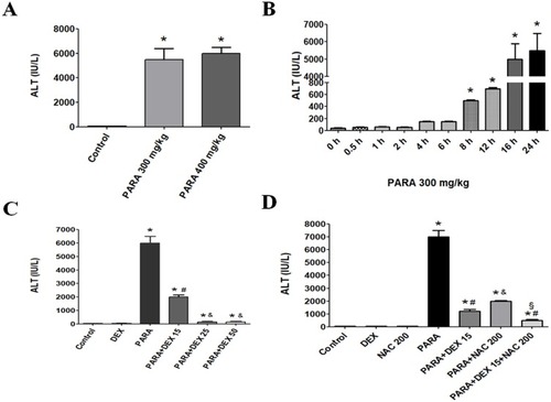 Figure 1 Serum ALT levels following PARA exposure. (A) ALT levels following PARA exposure at different doses. (B) Time courses of serum ALT levels following PARA exposure. (C) Dose-dependent protection effects of DEX against PARA-induced hepatotoxicity. Mice were intraperitoneally administered PARA (300 mg/kg) alone or various concentrations of DEX (15, 25, 50 μg/kg) 30 mins after injection of PARA and were sacrificed 16 hrs later for assessment of serum ALT levels. (D) Effects of DEX or NAC treatment on hepatic ALT levels. Mice were intraperitoneally administered an PARA dose (300 mg/kg) alone or treated with DEX (15 μg/kg), NAC 200mg/kg, or combination of both after injection of PARA, and were sacrificed 16 hrs after treatment for assay of serum ALT. Results are presented as the mean ± SEM; n = 6 mice per group. *p < 0.05 vs control; #p < 0.05 and &p < 0.005 vs PARA alone; §p < 0.05 vs. PARA + NAC 200.