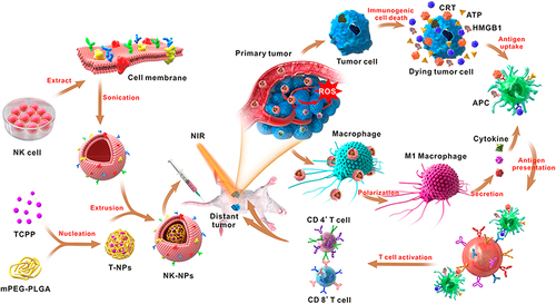 Figure 14 Schematic diagram of NKCM-NPs in photodynamic therapy combined with chemoimmunotherapy.