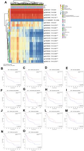 Figure 10 Analysis of DZIP1 methylation in gastric cancer. (A) Waterfall plot of the methylation level of the DZIP1 gene. The correlations between DZIP1 methylation and its expression were analyzed. (B–O) Survival analysis based on methylation at multiple sites; P < 0.05 was considered statistically significant. *P < 0.05, ***P < 0.001.