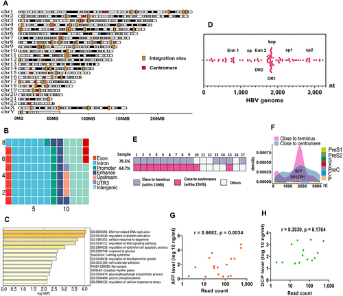 Figure 2 Annotation and visualization of HBV integration patterns. (A) The distribution of integration breakpoints on human chromosomes. (B) Wafer diagram depicting the distribution of human genomic elements at integration sites. (C) GO enrichment analysis on the interrupted genes at HBV integration sites. (D) The distribution of HBV breakpoints within the complete HBV genome. (E) Preferential proximity of HBV integration sites to chromosome terminus and centromere. (F) The density of HBV functional elements inserted near the termini and centromeres of human chromosomes. (G and H) Correlation analysis of AFP and DCP levels with read count at integration breakpoints. Correlation analysis between two variables was conducted using Pearson correlation analysis.