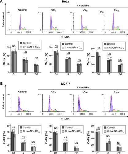 Figure 5 Cell cycle changes after CH-AuNPs treatment of HeLa and MCF-7 cells.Notes: Representative cell cycle distribution of HeLa (A) and MCF-7 (B) cells treated with CC25, CC50, and CC75 of CH-AuNPs for 24 hours. The results were analyzed using FlowJo software and graphed.Abbreviations: CH-AuNPs, chitosan gold nanoparticles; PI, propidium iodide; CC25, concentration required to reduce cell viability by 25%; CC50, concentration required to reduce cell viability by 50%; CC75, concentration required to reduce cell viability by 75%; NS, not significant.