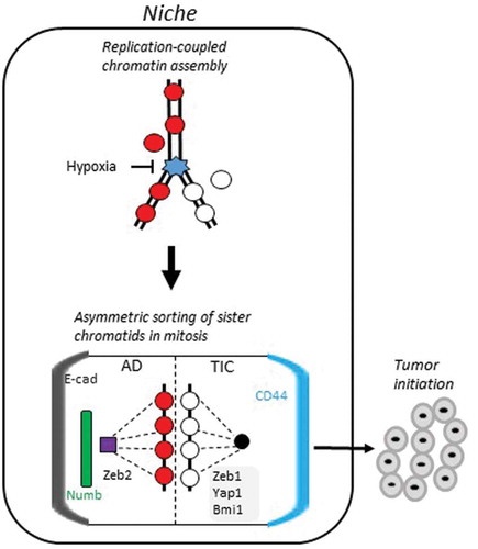 Figure 1. Model suggesting hypoxia-induced replication-coupled chromatin assembly is driving TIC generation. TIC are derived from asymmetric division of precancerous adenoma cells (AD) in hypoxic, avascular niches in expanding lesions in K-Ras mutant lungs [Citation39]. Red circles depict existing histones with nucleosome regulatory marks, and white circles are histones lacking these marks. Hypoxia in the niche is postulated to slow replication fork progression, leading to asymmetric distribution of modified (old) histones and unmodified (new) histones on sister chromatids. These sister chromatids are then sorted to opposite poles during mitosis based on differences in mother and daughter centrosomes. The TIC in turn give rise to cancer cells.