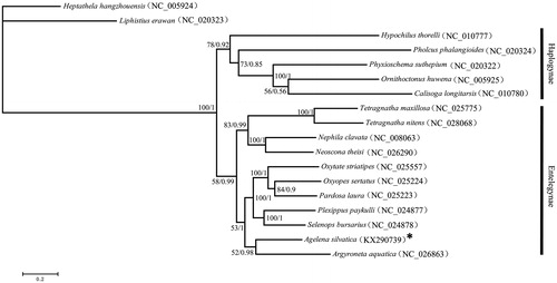 Figure 1. The cladogram of Araneae.