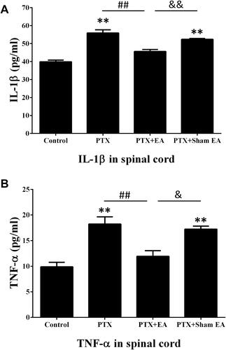 Figure 6 Effect of EA treatment on PTX-induced production of (A) IL-1β and (B) TNF-α in lumbar spinal cord by ELISA. **P<0.01 compared with Control; ##P<0.01 compared with PTX; &P<0.05, &&P<0.01 compared with PTX + sham EA. Data are presented as mean ± SEM (n≥7).Abbreviations: PTX, paclitaxel; EA, electroacupuncture.