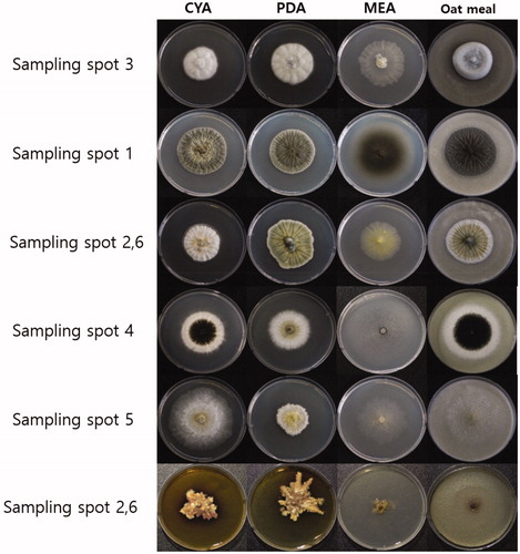 Figure 2. Colony morphologies of the fungal isolates from six sampling spots formed on four different nutrient agar media after growing for 10 days at 25 °C.