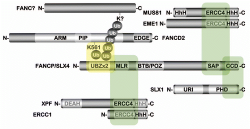 Figure 1 FANCP/SLX4 functions as a molecular platform for several structure specific endonucleases. Depiction of several known or suspected FANCP/SLX4 protein interactions. Domains typewritten in gray text are evolutionarily diverged and are no longer active. Shaded green boxes indicate the regions of FANCP/SLX4 necessary for interaction with the corresponding heterodimer. The shaded yellow box depicts a speculative interaction between monoubiquitin on K561 of the FANCD2 protein, or a K63-linked ubiquitin chain on an unknown protein,Citation43 and the UBZ ubiquitin-binding domain of FANCP/SLX4. ARM, Armadillo/beta-catenin-like repeat; BTB/POZ, broad-complex, tramtrack and bric a brac/Poxvirus and zinc finger; CCD, conserved C-terminal domain; DEAH, aspartic acid-glutamic acid-alanine-histidine helicase motif; EDGE, glutamic acid-aspartic acid-glycine-glutamic acid motif; ERCC4, excision repair cross complementation group 4 nuclease domain; HhH, helix-hairpin-helix domain; PHD, plant homeodomain; PIP, PCNA-interacting protein motif; MLR, MEI9XPF-interaction-like region; SAP, SAF-A/B, acinus and PIAS domain; UBZ, ubiquitin-binding zinc finger domain; URI, UvrC-intron-endonuclease domain. Figure adapted from reference Citation40.