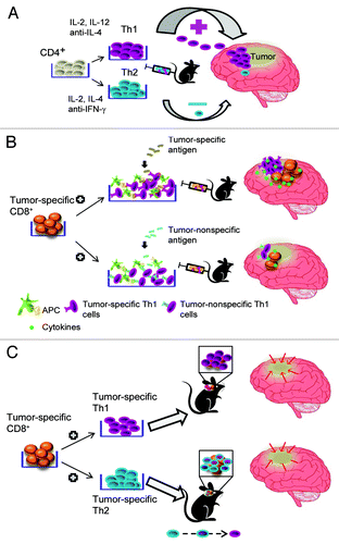 Figure 1. Synergic effects of tumor-associated antigen-specific CD4+ TH cells and CD8+ T cells against brain cancer. (A) In vitro polarized TH1 cells preferentially infiltrate an intracranial tumor. (B) TH1 cells specific for a tumor-associated antigen enhanced the infiltration of neoplastic lesions by CD8+ T cells and the ability of the latter to secrete cytokines. (C) Both TH1 and TH2 T cells have therapeutic effects when co-administered with CD8+ T cells, potentially owing to in vivo repolarization. APC, antigen-presenting cell; IFNγ, interferon γ; IL, interleukin.
