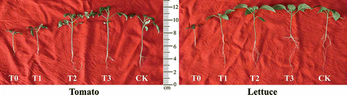 Figure 3. Effect of water elution of sewage sludge compost used as nursery substrate on seedling growth of tomato (a) and lettuce (b).