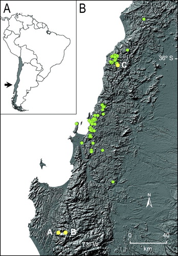 Figure 1. Geographic distribution of Gomortega keule. A, Map of Chile with an enlargement of the collection area (arrow). B, Populations of G. keule (green dots) and the sampled populations (yellow). The distance between populations A and B is 7.5 km.