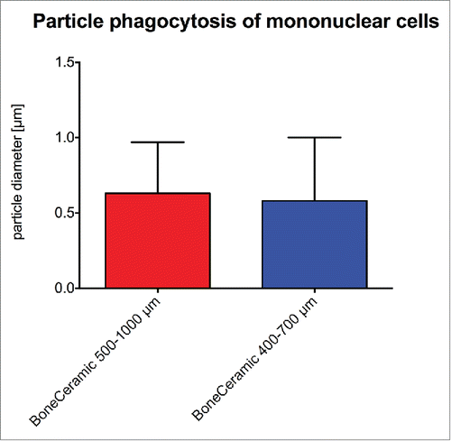 Figure 8. shows the results of the histomorphometrical measurements of the particle sizes phagocytosed by mononuclear cells in the cases of both granule sizes of the bone substitute material.