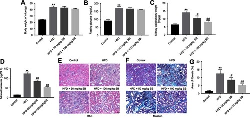 Figure 4 Silibinin inhibited HFD-induced renal fibrosis of mice in vivo. (A) Effect of HFD or/and silibinin on body weight of mice. (B) Fasting glucose evaluation of mice was detected by a glucometer. (C) Effect of 50 or 100 mg/kg silibinin on kidney weight/body weight of HFD mice. (D) Microalbuminuria measurement of mice from control, HFD, HFD+50 mg/kg silibinin, and HFD+100 mg/kg silibinin groups. (E) H&E staining of mice kidney tissues in control, HFD, HFD+50 mg/kg silibinin, and HFD+100 mg/kg silibinin groups. (F) Masson staining of mice kidney tissues in control, HFD, HFD+50 mg/kg silibinin, and HFD+100 mg/kg silibinin groups. (G) The area of fibrosis was quantified. Each sample was tested in triplicate. **P<0.01 vs control group; #P<0.05 vs HFD group; ##P<0.01 vs HFD group.