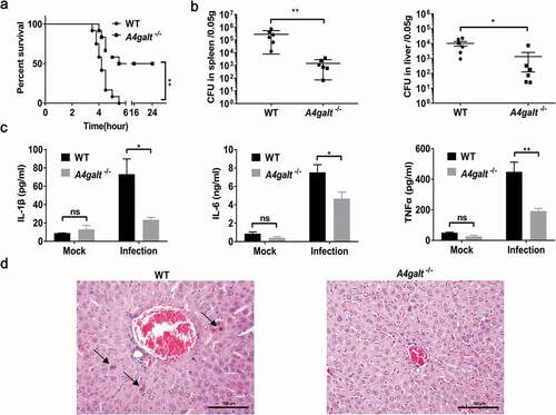 Figure 1. Mice lacking the glycosphingolipid Gb3 experience reduced lethality from B. cereus infection. WT and Gb3-deficient (A4galt−/-) mice were intraperitoneally injected with B. cereus strain HN001 (5 × 106 CFU/mouse). (a) Survival of mice infected with B. cereus (log-rank test, n = 12). The bacterial loads in the spleens and livers (b), and cytokine levels in serum (c) at 4 h post-infection were determined by colony plate count (two-tailed, unpaired t tests, n = 6) and ProcartaPlex™ multiplex immunoassay (Two-way ANOVA, n = 4). Mock infection (Mock) as a control. (d) Histopathology analysis of liver tissue from WT mice and A4galt−/- mice at 4 h post-infection, black arrow showed the apoptotic cells in liver. The data are shown as the mean ± SD (*P < 0.05 and **P < 0.01).