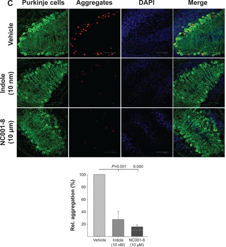 Figure 5 Indole and NC001-8 promoted neurite outgrowth and reduced aggregation of Purkinje cells in spinocerebellar ataxia type 17 mouse cerebellar primary and slice cultures.