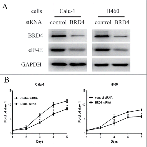 Figure 2. Knockdown BRD4 expression inhibited the growth of NSCLCs in parallel with downregulated eIF4E expression. A, Calu-1 and H460 cells were transiently transfected with a pool of 3 different sequences of BRD4 siRNAs or the control siRNAs for 48h using lipofectamine 2000. The whole-cell lysates were prepared and subjected to western blot assay. B, the two cell lines were seeded to 6-well plates and transiently transfected with the pool of 3 BRD4 siRNAs and the control siRNAs for 24h. Then the cells were re-seeded to 96-well plates for another 5 days and subjected to SRB assay. Points, means of four replicate determinations; bars, SD. *, P<0.05. The data are representatives of three independent experiments.