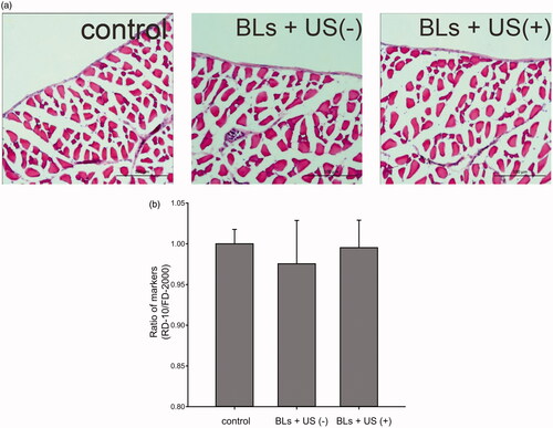 Figure 4. Assesment of peritoneal toxicity after transfection with BLs and US irradiation. Histological assessment with H&E staining of the peritoneal wall (a). Scale bar, 100 μm. Evaluation of peritoneal function by dual macromolecular markers (b). Each bar represents the mean ± SE of four experiments. There were no significant differences.