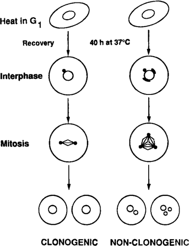 Figure 10. A schematic of results Citation[73] illustrating that the centrosome is a critical target for the killing of CHO cells heated (EM43 of 52) in G1 to result in survival levels >10%. The lack of staining of centrosomes with antisera is observed in all G1 cells immediately after heating, but recovery occurs in some of the cells which then undergo a normal bipolar division and form macroscopic colonies. The cells which do not recover a normal centrosome, but instead have a fragmented centrosome, undergo an aberrant multipolar division that results in non-clonogenic multinucleated cells.