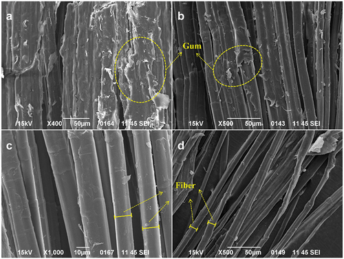 Figure 3. SEM images of (a) raw Sesamum indicum bast, (b) the Sesamum indicum fibers treated with microwave assisted glycolic acid, (c) Glycolic acid microwave-assisted pretreatment synergistic alkali treatment fibers, and (d) the Sesamum indicum fibers treated with Two-step alkaline boiling.