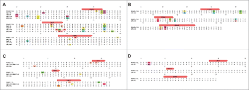 Figure 5. Sequence comparison between yeast surface display and next-generation sequencing discovered antibodies. (A), (B) VH alignments of BM1, BM3, BM17, SP19 and RAM1.5 and of SP1 and RAM1.4 showed mutations through the complete VH sequences, indicating they are somatic variants. (C), (D) VL alignments of BM1/BM3/BM17, SP19 and RAM1.5 and of SP1 and RAM1.4 also showed mutations. Mutations are indicated by different colors.