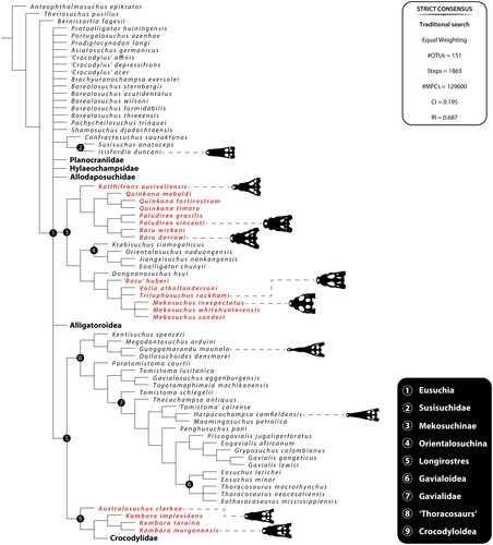 Figure 25. Strict consensus of 129600 MPCs from the analysis run under TrS, without IW. The results from this analysis point towards an alternative position for Mekosuchinae than that recovered in other analyses. Australasian mekosuchines are highlighted in red. See Supplemental Data S2 for additional information. Abbreviations: CI, consistency index; #MPCs, number of most parsimonious cladograms; #OTUs, number of operational taxonomic units; RI, retention index.