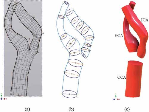 Figure 1. Sketch geometry and lofted model; (a) 2D NURBS sketched on image (b) 3D Guide Curves with lumen cross sections (c) Lofted models of CCA, ICA, and ECA.