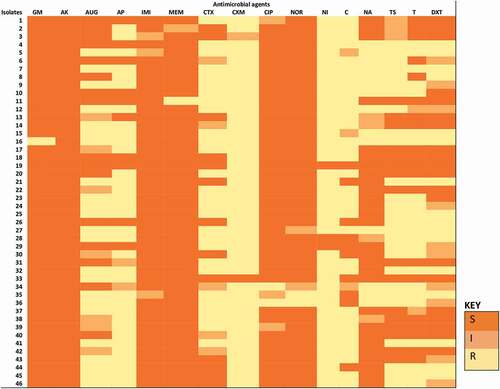 Figure 2. The phenotypic AMR pattern of each E. coli O157:H7 isolate. Isolates 1 to 18 were recovered from irrigation water samples. Isolates 19 to 46 were recovered from agricultural soil samples. S-sensitive, I-intermediate, R-resistance, GM-gentamycin, AK-amikacin, AUG-amoxycillin clavulanic acid, AP-ampicillin, IMI-imipenem, MEM meropenem, CTX-cefotaxime, CXM-cefuroxime, CIP-ciprofloxacin, NOR-norfloxacin, NI-nitrofurantoin, C-chloramphenicol, NA-nalidixic acid, TS-trimethoprim/sulphamethoxazole, T-tetracycline, DXT-doxycycline