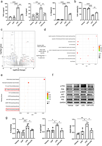 Figure 2 CAP alleviates inflammation in LPS-stimulated BEAS-2B cells. (a) ELISA kits were used to measure levels of TNF-α, IL-6, and IL-1β. (b) Cell viability was assessed using the CCK-8 assay. (c) Volcano plot. (d) GO enrichment analysis of CAP pretreated BEAS-2B cells after LPS stimulation (top 10 inflammation-related pathways). (e) KEGG enrichment analysis of CAP pretreated BEAS-2B cells after LPS stimulation (top 10 inflammation-related pathways). (f) The expression levels of critical proteins involved in the PI3K/AKT and NF-κB signaling pathways were measured by WB. (g) Statistical analyses of p-PI3K, p-AKT, and p-p65 in BEAS-2B cells. (n=3~5) *P < 0.05, **P < 0.01, ***P < 0.001, ****P < 0.0001.
