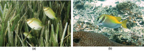 Photo 2.1 Juveniles of barhead spinefoot (Siganus virgatus) with green flat bodies can conceal themselves easily among the green seagrass leaves (2.1 a), while their adults alter their coloration once they move to coastal reef flats (2.1 b). Photo by Jianguo Du in Trat, Thailand.
