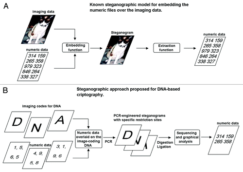 Figure 8. DNA-encoded image-based steganography. (A) Generalized concept for steganography overlying the numbers of interest under the media (cover media). (B) DNA RLE-based steganographic approach.