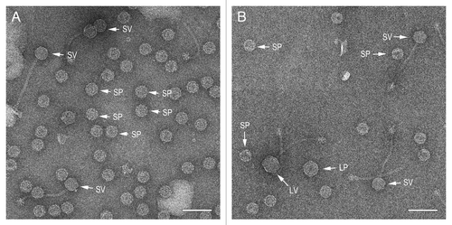 Figure 4. Electron micrographs of negatively stained, partially purified lysates from the double lysogens AD1 (φNM1, SaPI1) (A) and AD5 (80α, SaPIbov1) (B). Examples of particles corresponding to small procapsids (SP), small virions (SV), large procapsids (LP) and large virions (LV) are indicated in each panel. Scale bars equal 100 nm.