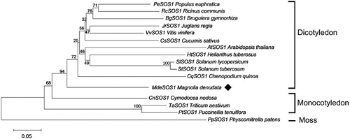 Figure 4. A phylogenetic tree of SOS1 proteins from M. denudata and some other species was constructed using the NJ method with 500 resampling replicates, and a black rhombus indicates the MdeSOS1 isolated here. The other SOSs amino acid sequences were obtained from NCBI. PeSOS1 (ABF60872.1), RcSOS1 (XP_002521897.1), BgSOS1 (ADK91080.1), JrSOS1 (XM_018973127), VvSOS1 (NP_001268140.1), CsSOS1 (AFD64618.1), AtSOS1 (NP_178307.2), HtSOS1 (AGI04331.1), SlSOS1 (NP_001234698.2), StSOS1 (XP_006364070.1), CqSOS1 (ACN66494.1), CnSOS1 (CAD20320.1), TaSOS1 (CAX83738.1), PtSOS1 (ACV60499.1), and PpSOS1 (CAD91921.1).