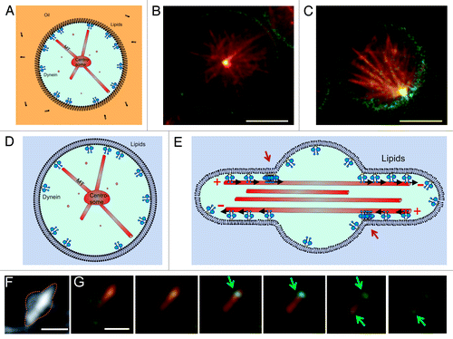 Figure 4. Dynein-mediated centrosome positioning in emulsion droplets and liposomes. (A–C) Centrosome positioning in emulsion droplets. (A) Cartoon of the experiment. Dynein molecules are linked to phospholipids at the surface of the droplet. (B–C) Preliminary experiments show that dynein molecules attached to phospholipids can either center (B) or decenter (C) asters. MTs (red) growing from a purified centrosome interact with dynein (green) at the edge of the droplets. Shown is a single Z-plane of a spinning disk confocal fluorescence stack. Scale bars: 10 µm. (D) Centrosome positioning in GUVs. Cartoon of the desired experiment. (E) Cartoon explaining the accumulation of dynein at the entrance of the protrusions created by free MTs. Red arrows point to the accumulations. (F–G) Free taxol-stabilized MTs grown in GUVs, with membrane-bound dynein molecules. Scale bar: 3 µm (F) Z-projection of fluorescent MTs. (G) Individual Z-planes of the GUV seen in (F). Shown is a superposition of the MT (red) and dynein (green) signals. Arrows indicate the positions of dynein accumulation at the entrance of the protrusions. Z spacing = 0.3 μm. Scale bar: 3 µm.