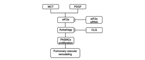 Figure 8 The proposed pathway of eIF2α mediation contributes to pulmonary vascular remodeling. eIF2α can promote PASMCs proliferation and pulmonary vascular remodeling by activating autophagy in MCT-induced PAH rats and PDGF-induced PASMCs proliferation; and eIF2α siRNA can inhibit autophagy activation and inhibit the proliferation of PASMCs; chloroquine inhibits the proliferation of PASMCs by inhibiting autophagy.