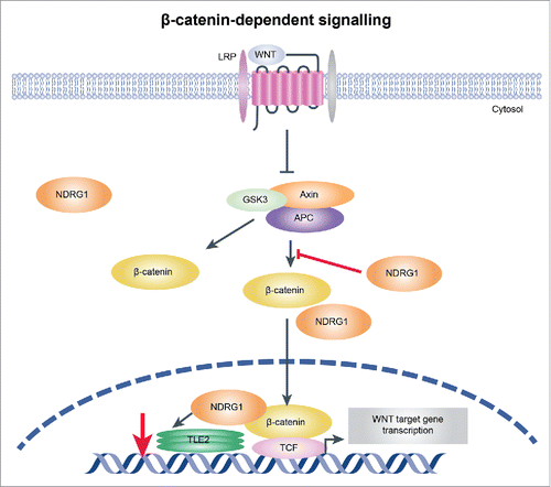 Figure 6. Illustration showing the mechanism by which NDRG1 mediates activation of the Wnt signaling pathway. Overexpression of NDRG1 results in decreased TLE2 expression and increased β-catenin levels, which may then switch to β-catenin/TCF complex assembly and initiation of Wnt signaling pathway activation, promoting EMT in esophageal tumor cells.