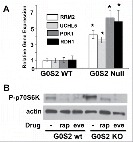 Figure 2. G0S2 null cells have enhanced basal mTOR signaling. A, Real-time PCR of select mTOR targets (from HALLMARK_MTORC1_SIGNALING) in G0S2 null cells as compared with wild-type cells. Samples were independent from those used in microarray analysis. Bars are the average of biological triplicates and the error bars are SD. *, P < 0.05. Experiment was repeated with similar results. B, G0S2 null cells have increased levels of the mTOR downstream effector, phospho-p70S6K. G0S2 wild-type and G0S2 null cells were treated with vehicle control, 20 nM rapamycin (rap) or 20 nM everolimus (eve) for 24 hours before cells were harvested for Western analysis with anti-P-p70S6K antibody. Experiment was repeated twice with similar results.