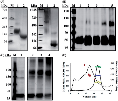 Figure 2. Self-association of LMBD1 and ABCD4. (A) BN-PAGE of purified LMBD1 (left) and ABCD4 (right). Lanes 1, DDMCHS-solubilized; lanes 2, SDS-solubilized (1%); lanes M, native molecular mass markers. (B) Chemical crosslinking of LMBD1 with glutaraldehyde (0.025%) at 25 °C for 10 min (lane 3), 30 min (lane 4), and 1 h (lane 5). Untreated LMBD1 (lane 1) or a 1 h glutaraldehyde-treated LMBD1 sample containing 1% SDS (lane 2) were used as controls. (C) Chemical crosslinking of ABCD4 with formaldehyde (0.1%) at 25 °C for 30 min (lane 2), 1 h (lane 3) and 4 h (lane 4). Untreated ABCD4 (lane 1) used as control. (D) SEC-MALS analysis of LMBD1 (solid) and ABCD4 (dashed), with absorbance (280 nm) profiles displayed and plotted against molar masses. The three major peaks of ABCD4, corresponding to PDCs, are indicated as red dots. For LMBD1, molecular mass contributions of protein (blue) and detergent (yellow) were deduced from the molecular mass of the PDC (green) using the ASTRA method (Slotboom et al., Citation2008).