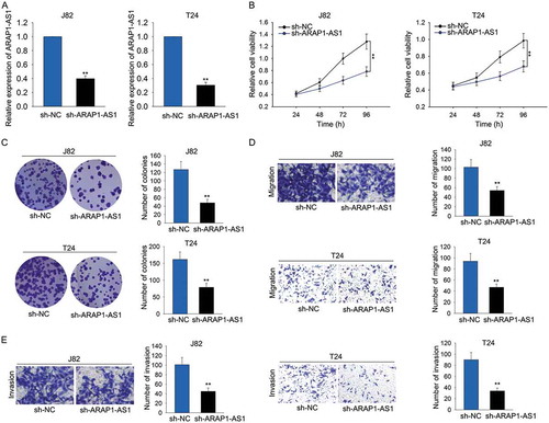 Figure 2. Knockdown of ARAP1-AS1 suppressed bladder cancer cell proliferation, migration and invasion.A. High expression of ARAP1-AS1 was knocked down in J82 and T24 cells via transfecting specific shRNA (sh-ARAP1-AS1). Cells transfected with control shRNA (sh-NC) were used as the control group for subsequent experiments. B-C. Cell proliferative assays (MTT and colony formation assays) were performed in indicated T24 and J82 cells. D-E. Transwell assays were utilized to examine the migratory and invasive ability of J82 and T24 cells transfected with sh-ARAP1-AS1. **p < 0.01 vs. control group.