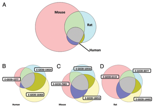 Figure 1. Commonality of gene transcript expression between datasets. (A) Commonality between species. These represent transcripts present in each of the 3 datasets for each of the human, mouse, and rat datasets (i.e., includes 9 datasets total). Far more are observed in rodent datasets (mouse especially) than human. (B) Commonality between human derived datasets. The human studies used tissue harvested from either adolescents receiving limb length correction surgery (E-GEOD-1277), adults receiving ACL surgery (E-GEOD-16464), or post mortem (E-GEOD-10024). Samples were taken from knee (E-GEOD-16464), distal femur (E-GEOD-1277), or shoulder (E-GEOD-10024) and focussed on articular (E-GEOD-10024), mixed (E-GEOD-16464), or growth plate (E-GEOD-1277) chondrocytes. Chip Ids; E-GEOD-10024 used HG-U133A and E-GEOD-16464 used the slightly newer HG-U133A_Plus_2, but E-GEOD-1277 used the U95AV2 GeneChip. All 3 human studies used expanded chondrocytes, but E-GEOD-10024 and E-GEOD-16464 re-constituted those into 3D cultures. Extraction enzymes were collagenase P (E-GEOD-10024), clostridial collagenase and deoxyribonuclease I (E-GEOD-16464) and trypsin (E-GEOD-1277). (C) Commonality between mouse derived datasets. Rodent studies suffer from inherent difficulties in extraction of tissue since cartilage is thinner than larger animals. Tissue used from the microarray studies analysed in this letter came from a variety of joints from immature mice and are likely to include mixed chondrocyte phenotypes. Where stated explicitly, chondrocytes were expanded in monolayer cultures following collagenase based isolation (E-GEOD-8052 and E-GEOD-7683). All 3 studies (E-GEOD-10556, E-GEOD-18052 and E-GEOD-7683) used the same Affymetrix Mouse430_2 chips. (D) Commonality between rat derived datasets. The rat femoral head (E-GEOD-6119, E-GEOD-14402) or knee (E-GEOD-8077) tissue was harvested from a range of ages from one day old neonates (from which “only the outer two-thirds of cartilage” was used to select for articular chondrocytes, E-GEOD-14402) to several month old rats (300-320g, E-GEOD-8077). Strain was either Wistar (E-GEOD-6119), Sprague-Dawley (E-GEOD-8077) or not stated. E-GEOD-6119 and E-GEOD-14402 both used monolayer expanded chondrocytes following collagenase II based isolation. E-GEOD-6119 also included pronase, but E-GEOD-8077 used direct RNA extraction from macerated tissue. All the included rat studies used the Affymetrix Rat230_2 chips. One bovine dataset derived from chondrocytes 3D cultured from carpal bones of 3 to 6 mo old calves was also analyzed (E-GEOD-18394, Affymetrix Bovine chip, annotated with version “na29”). Since there was only 1 bovine chondrocyte dataset on EBI (albeit including a number of replicates) this is not included in the Venn diagrams. All other datasets were annotated with revision Affymetrix annotation version “na31”. Note that each of the 3 species sets in (A) is equivalent to the commonly expressed regions of the Venn diagrams in (B, C, and D).