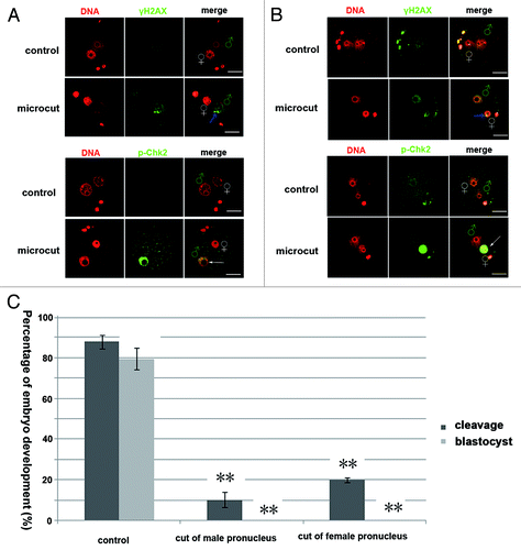 Figure 2. DNA damage in either male or female pronucleus blocked embryo development. (A) Line style γH2AX foci (marked by blue arrows) was detected in the cut male pronucleus of the zygote, and p-Chk2 staining was detected in the whole male pronucleus. (B) Line style γH2AX foci (marked by blue arrow) was detected in the cut female pronucleus of the zygote, and p-Chk2 staining was detected in the whole female pronucleus. (C) Cleavage percentage (control, 88.02%; cut of male pronucleus, 10.3%; cut of the female pronucleus 19.9%; P < 0.05) and blastocyst percentage (control, 79.60%; cut of male pronucleus, 0%; cut of the female pronucleus 0%; P < 0.05) of the pronuclear cut groups were significantly lower than those in the control group (bar = 50 μm).