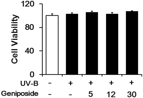Figure 3. Effects of geniposide on cellular viability in human dermal fibroblasts under UV-B irradiation. The viable cell numbers, represented as % of the non-irradiated control, were determined using the MTT assay.