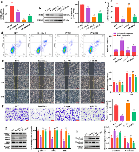 Figure 4. BFT promotes CRC cell proliferation and metastasis by activating the STAT3/ZEB2 axis. a-b: changes in the expression of ZEB2 mRNA and protein after lentivirus interference were detected by (a) RT-qPCR and (b) western blotting in SW480 cells, respectively. c: effect of brevilin a treatment and ZEB2-interfering lentivirus on SW480 cell viability using the CCK-8 assay. d: flow cytometry was performed to analyze the percentage of early and late apoptosis in each group of SW480 cells. e: effect of brevilin a and LV-ZEB2 on SW480 cell migration was analyzed by the wound healing assay. Scale bar: 200 µm. f: brevilin a and LV-ZEB2 restricted the promotion effect of BFT on SW480 cell invasion. Scale bar: 200 µm. g: Representative gel blot images of p-STAT3, STAT3, and ZEB2. h: brevilin a and LV-ZEB2 were beneficial for E-cadherin expression, and inhibited N-cadherin expression in SW480 cells. Compared to the BFT group, ‘a’ represents p<0.05 and ns represents no significant difference.