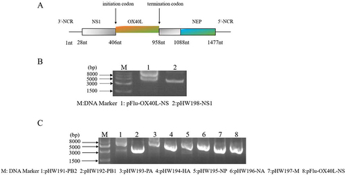 Figure 1 Design and construction of the recombinant IAV-OX40L virus. (A) Schematic diagram of the recombinant plasmid. (B) Agarose gel electrophoresis confirmed that the size of the recombinant plasmid was consistent with expectations. (C) Fragment sizes of the eight plasmids were confirmed by agarose gel electrophoresis.